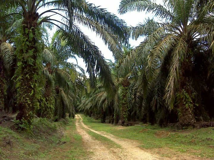 Konflik Sawit, Duta Palma dalam pusaran kejahatan hutan