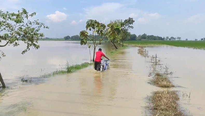 Ratusan Hektare Sawah di Cirebon Terendam Banjir