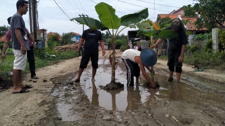 Warga Indramayu Tanam Pohon Pisang di Jalan Rusak