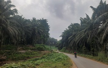 Hutan Adat Warga Malin Deman Bengkulu Hilang di Tumpukan Sawit