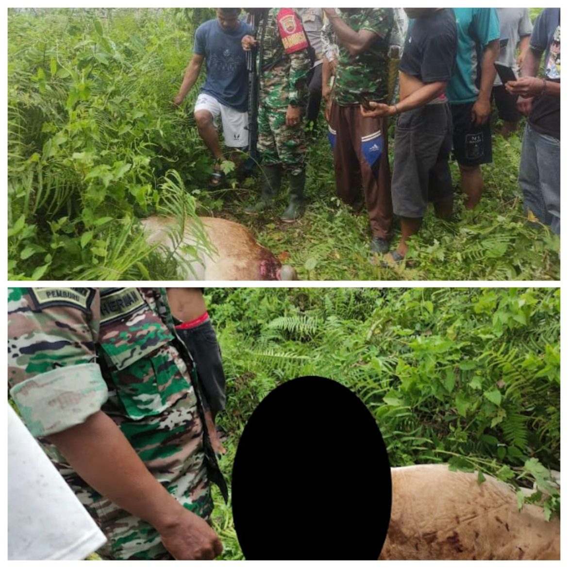 Harimau Mangsa Tiga Ekor Sapi Milik Warga Kota Nopan