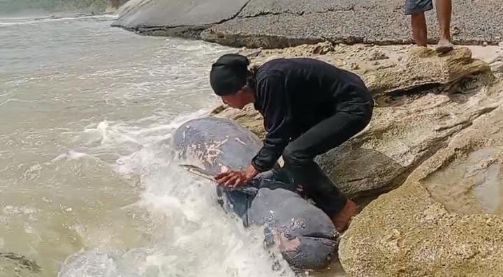 Geger Penemuan Ikan Lumba-Lumba Terdampar Di Pantai Karapyak