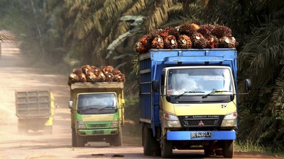 Pemkab Labuhanbatu Utara Dukung Pengelolaan Sawit Berkelanjutan