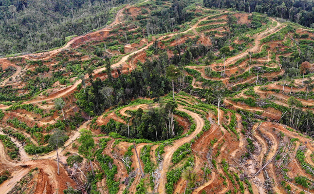 Bongkar Mafia Pemutihan Kebun Sawit di Kawasan Hutan Lindung